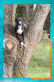 Image of author Marti Herndon's dog