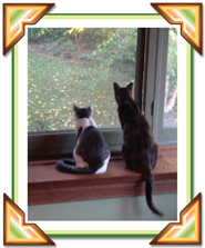 Tamar's cats